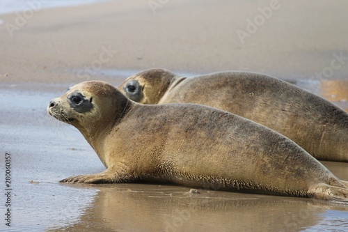 zwei junge Robben am Strand