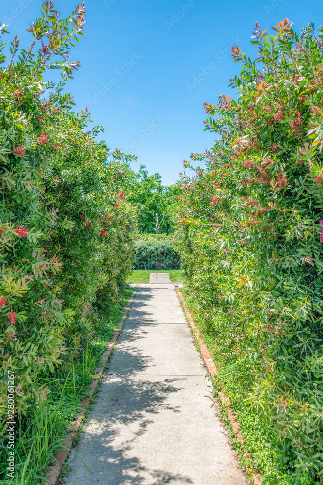 The red melaleuca landscape in full bloom in the summer garden
