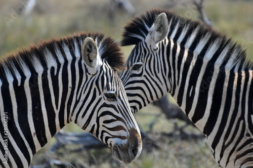 zebras head to head in Kruger National Park  South Africa