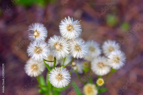 Wild wildflowers close-up. Wild flowers in a meadow nature. Natural summer background with wild flowers in the meadow in the morning sun rays.