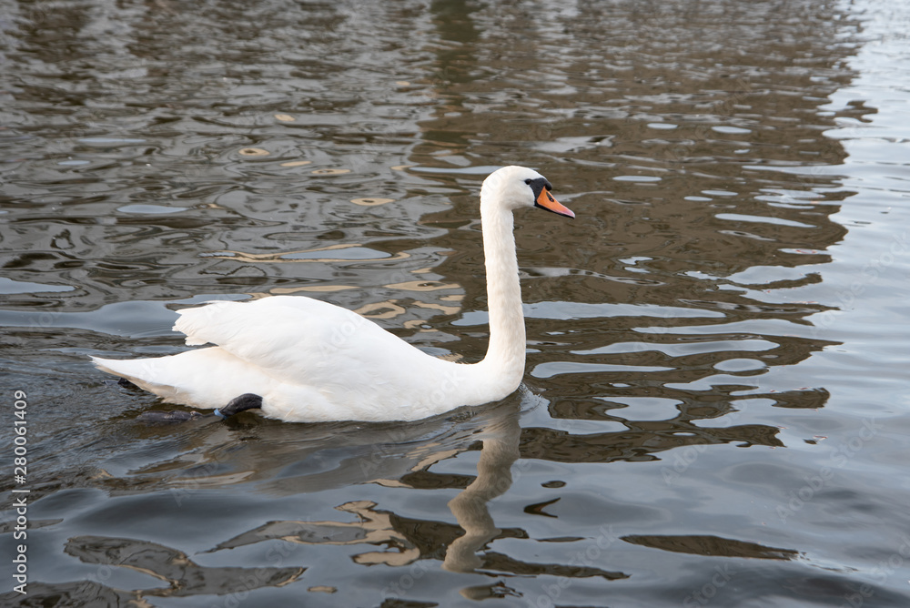 White swan swimming in the lake White swan swimming in the lake