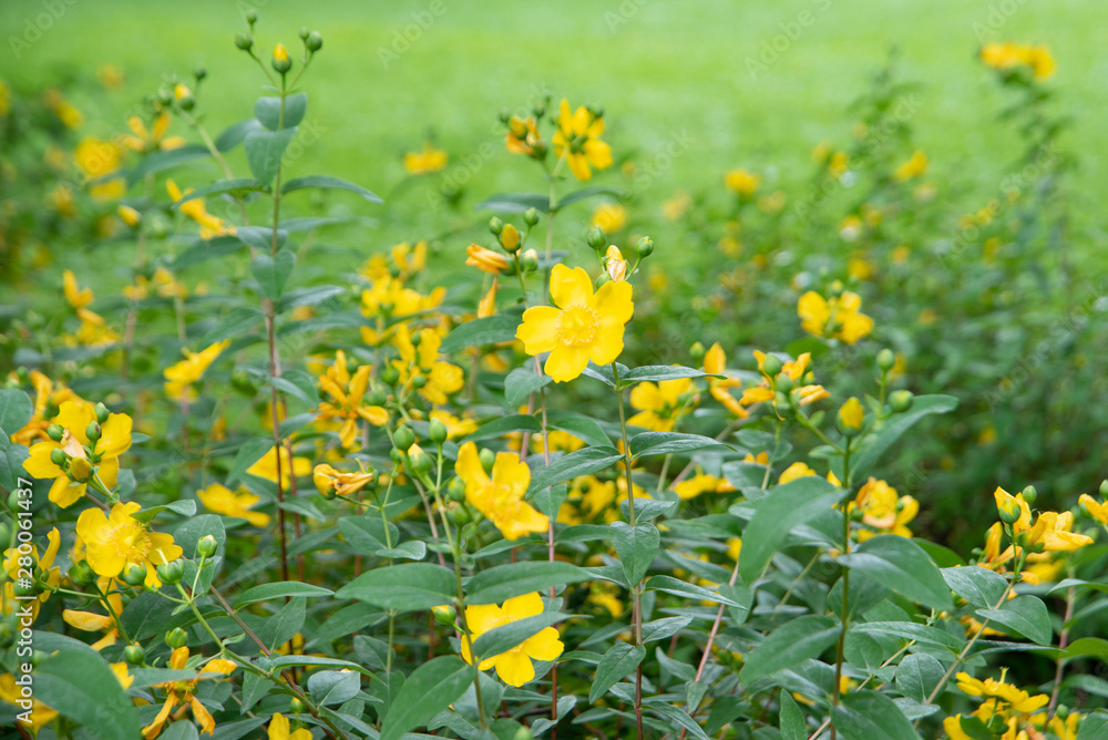 Yellow flowers on green meadow