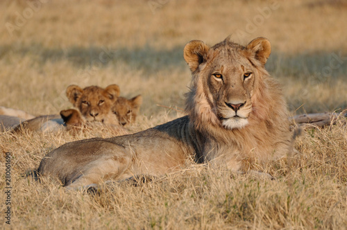 Young male lion and cubs in South Africa