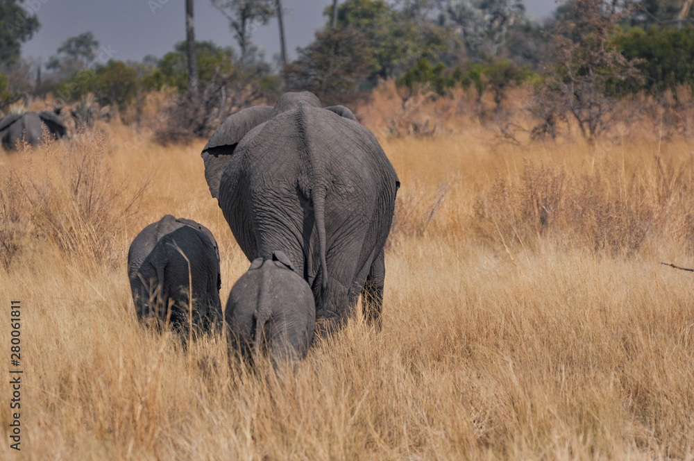 Mother elephant and two babies walking off in the golden grasses