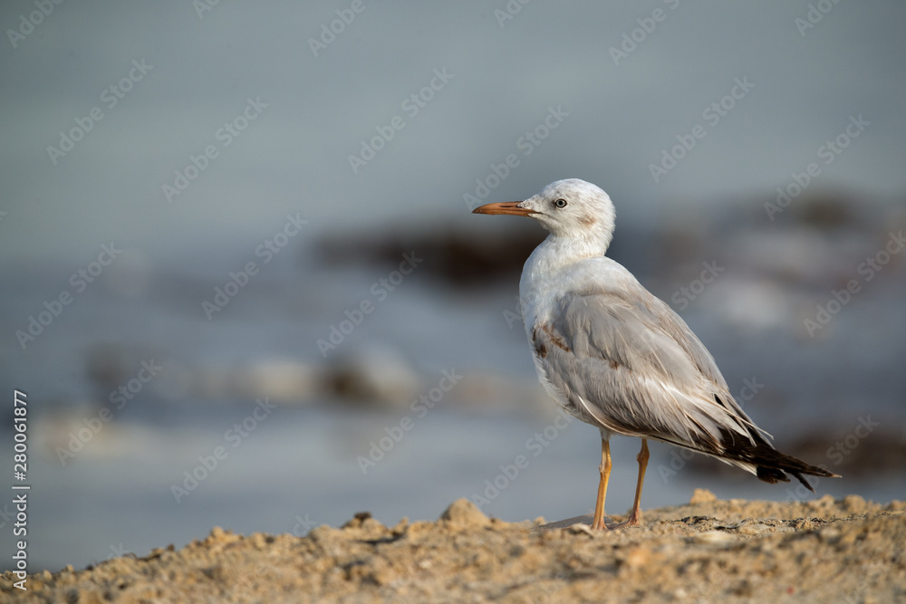 Slender billed gull at Busiateen coast, Bahrain