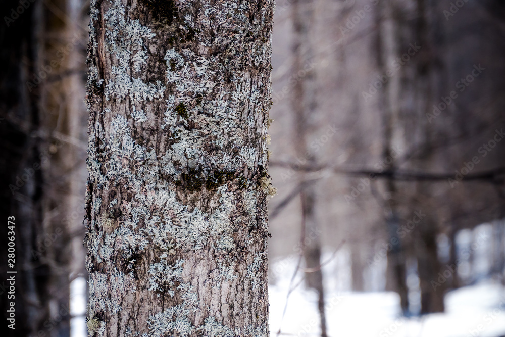 Fototapeta premium lichen covered Tree trunk