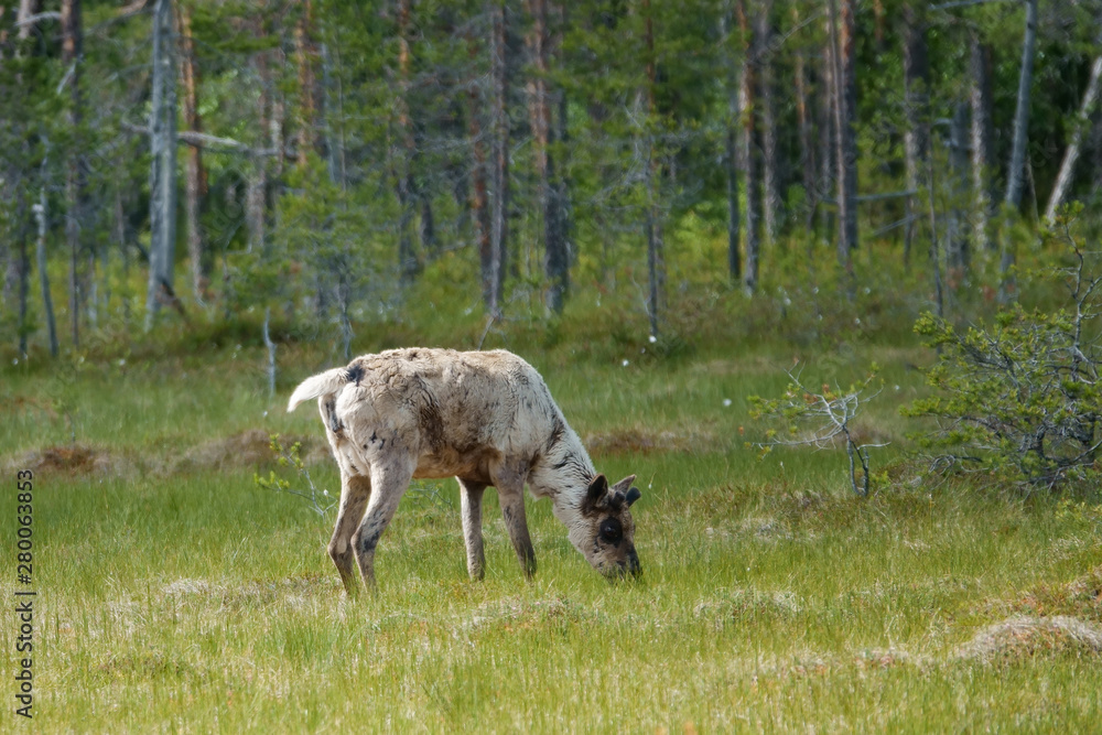 Fototapeta premium Finnish forest reindeer