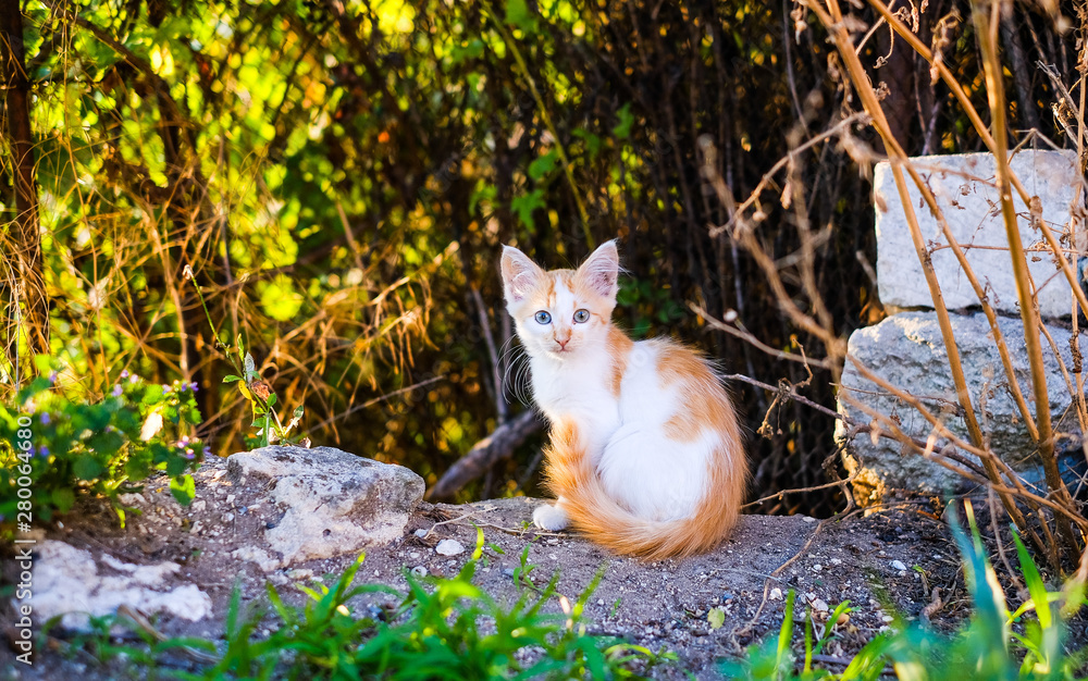 A small red-and-white kitten sitting in the garden