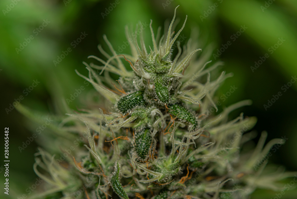 Ripe bloom of Amherst Sour Diesel and Bubble gum variety in case under light Ripe bloom of Amherst Sour Diesel and Bubble gum variety in case under light