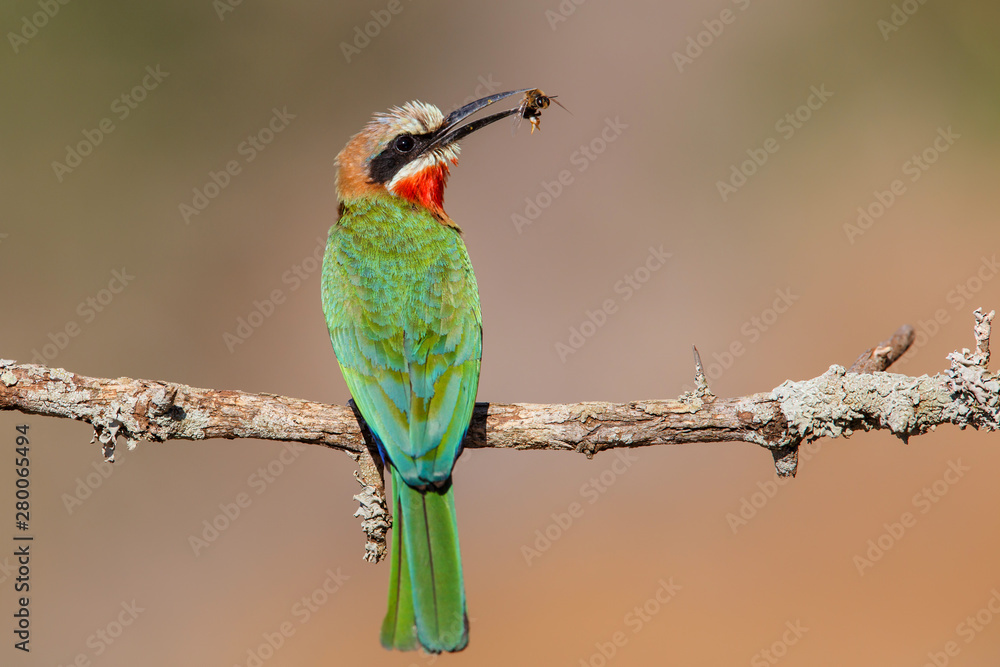 Obraz premium White-fronted Bee-eater with insects as a prey on a branch in Zimanga Game Reserve near Mkuze in South Africa