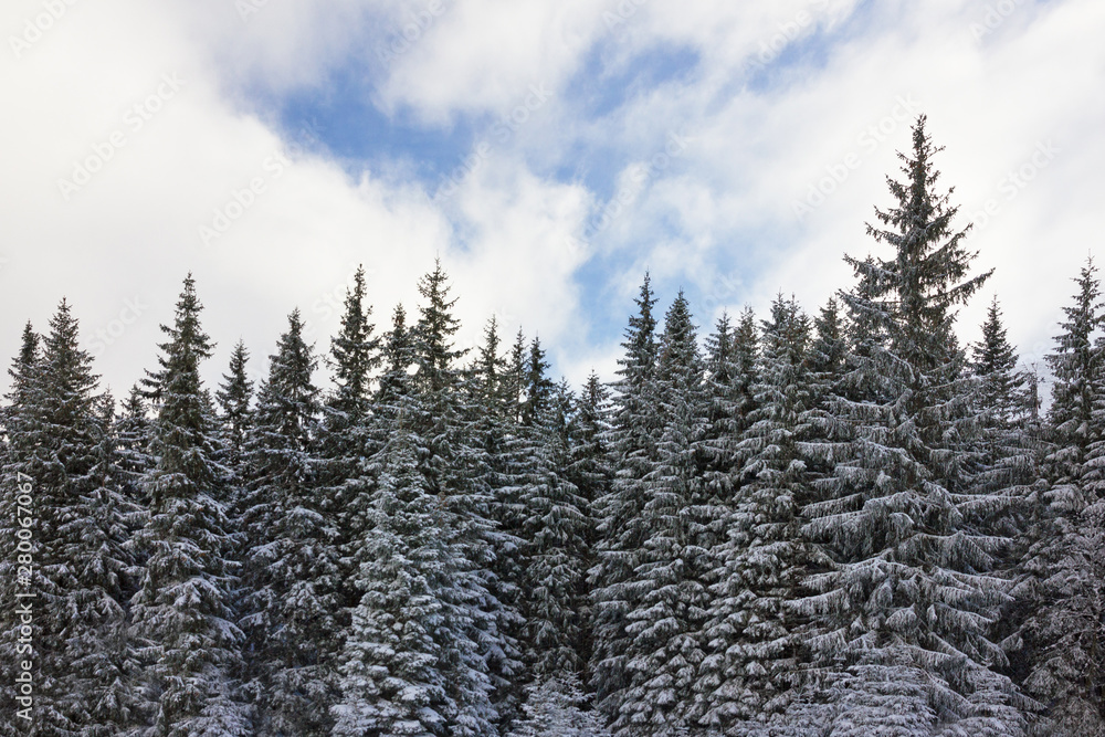 Fir trees with snow, forest landscape view Fir trees with snow, forest landscape view