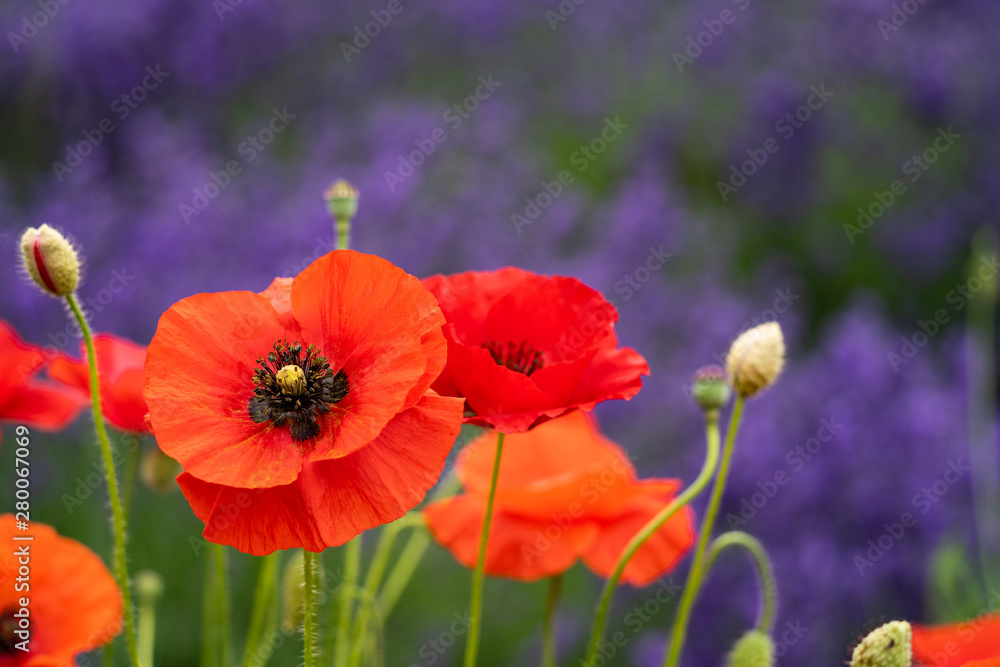 Bright red poppies in foreground, blurred background of lavender flowers. Taken in Sequim Washington on the Olympic Peninsula Bright red poppies in foreground, blurred background of lavender flowers. Taken in Sequim Washington on the Olympic Peninsula