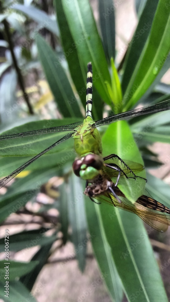Fototapeta premium banana tree in the garden