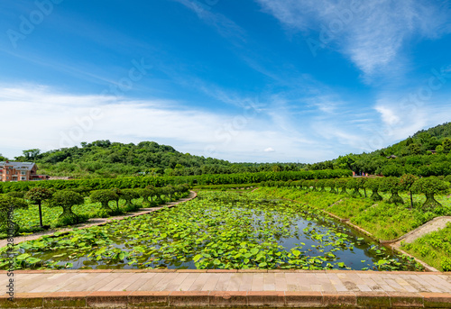 Lotus fields under the blue sky   Flower Dance Man  Scenic Area in Chengdu  Sichuan Province  China