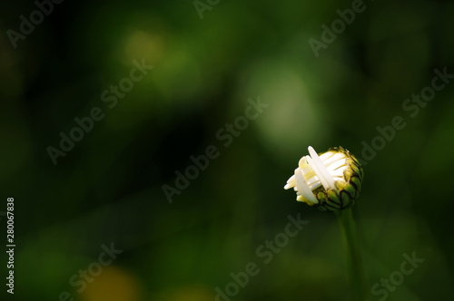 chamomile Bud on green background in summer