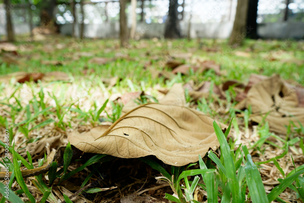 Fototapeta premium Leaves and lawns in tropical gardens