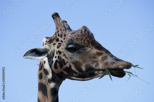 Girafe