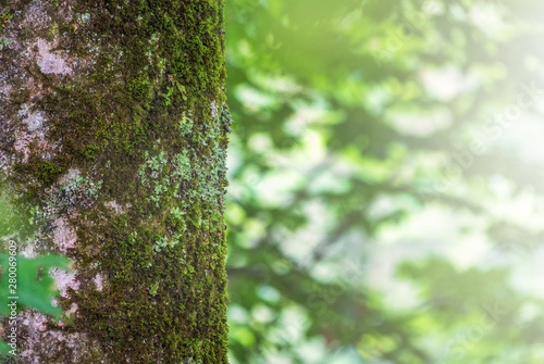 Moss-covered tree trunk with blurred green background
