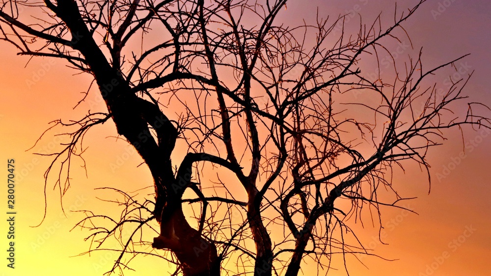 silhouette of tree in sunset silhouette of tree in sunset