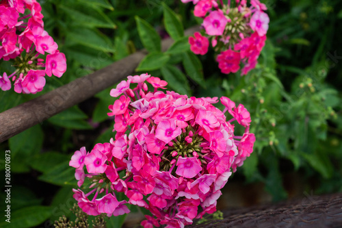 Blooming pink flowers phlox paniculata