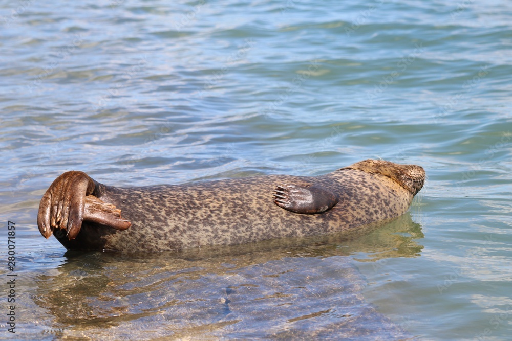 Fototapeta premium Phoque