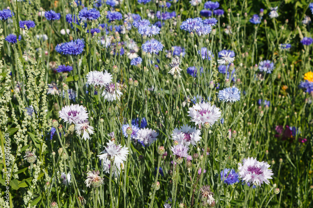 Multicolored variations flowers in a field during summer Multicolored variations flowers in a field during summer