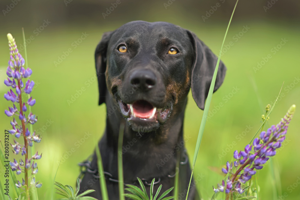 Black lavender dog cheap