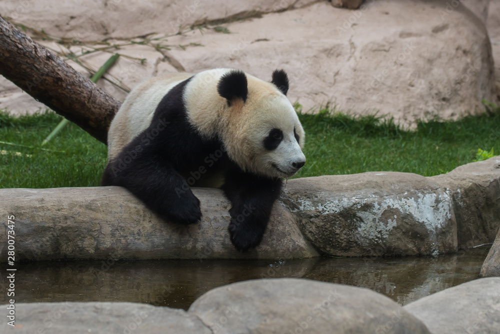 Fototapeta premium Panda or bamboo bear is one of the cutest animals in the world