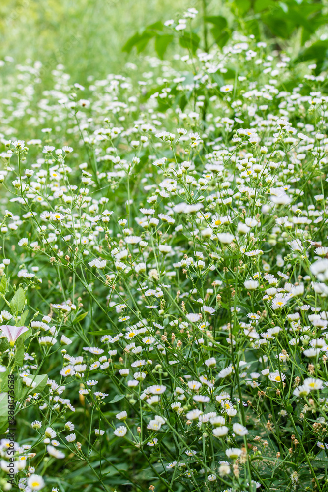 Field camomiles closeup on a meadow in a village, summer outdoor recreation