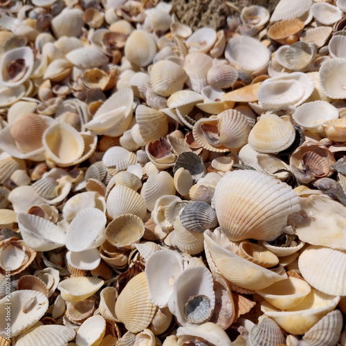 background from small varied seashells. 