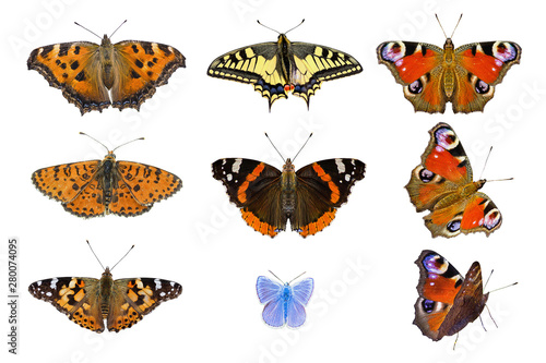 nine isolated butterflies closeup on white background