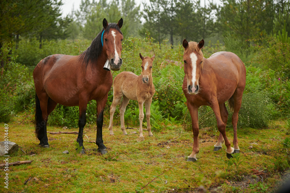 Fototapeta premium Caballos salvajes en la naturaleza