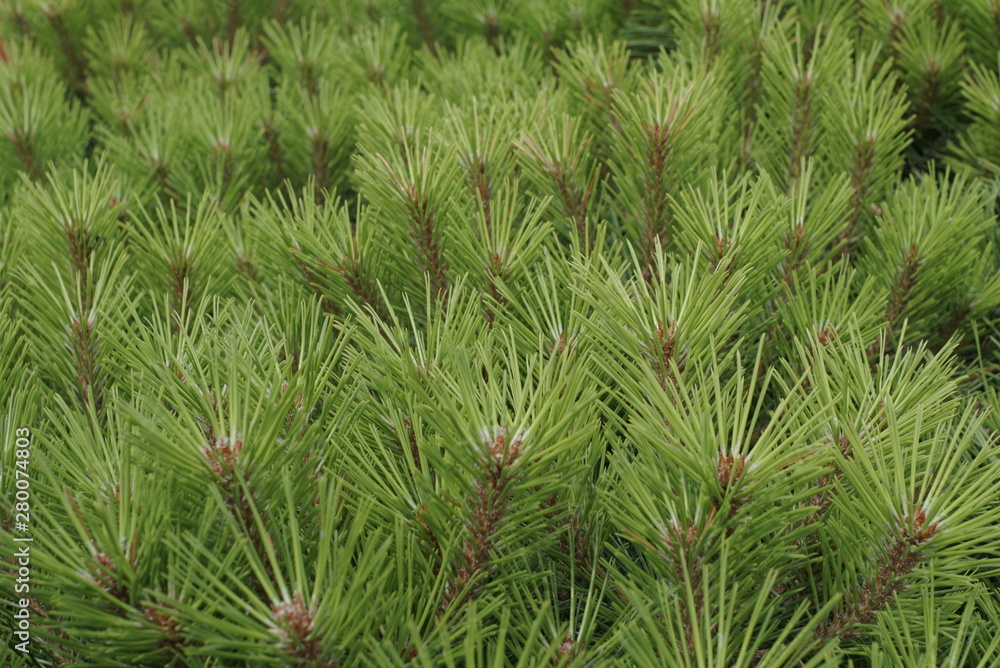 Many pine branches are background Many pine branches are background