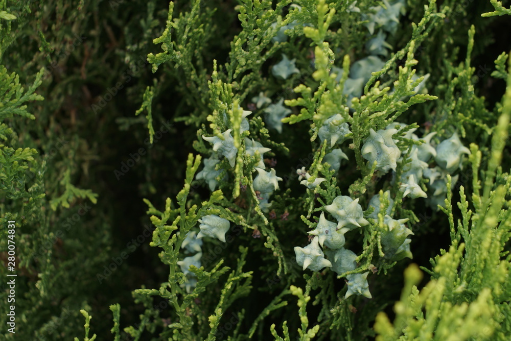 Close-Up Of Young Green Buds Of Thuja