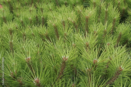 Many pine branches are background