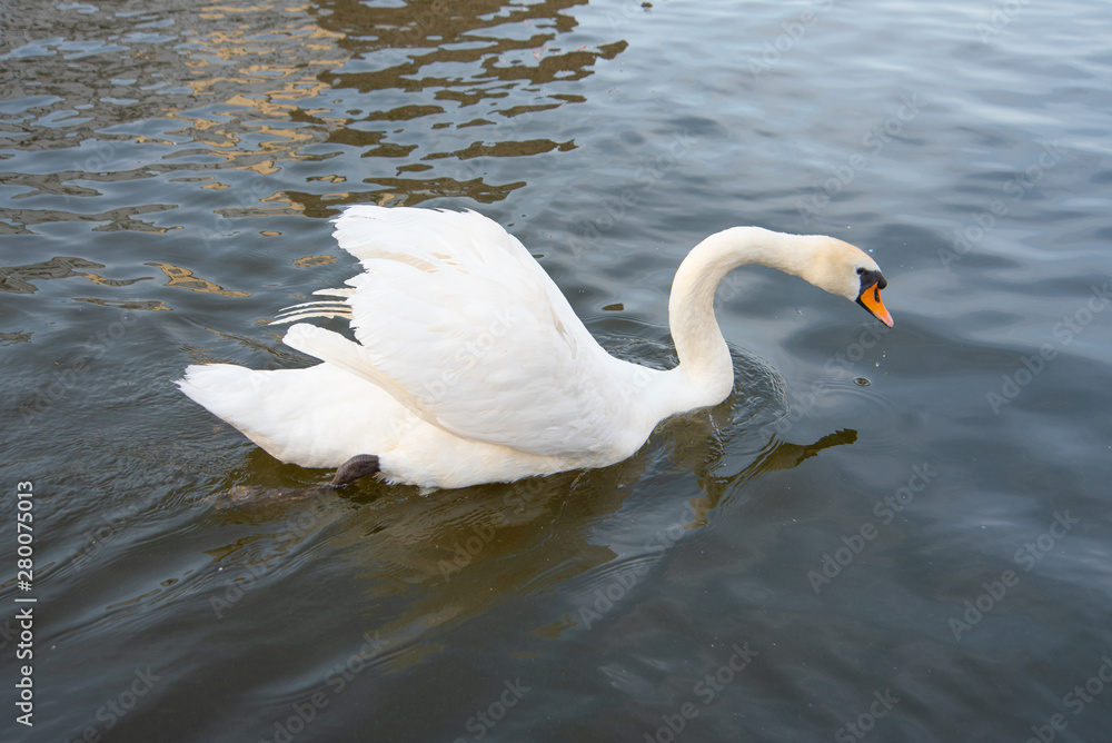 White swan swimming in the lake. Elegant bird White swan swimming in the lake. Elegant bird