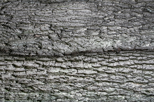 Gray natural tree bark texture. Big  old tree dry wood closeup pattern background.