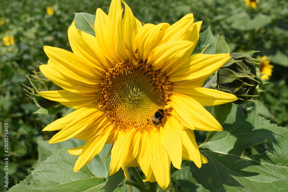 field of blooming sunflowers on a background sunset field of blooming sunflowers on a background sunset