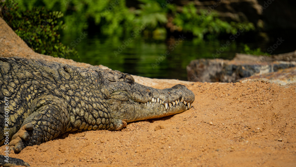 Fototapeta premium crocodile