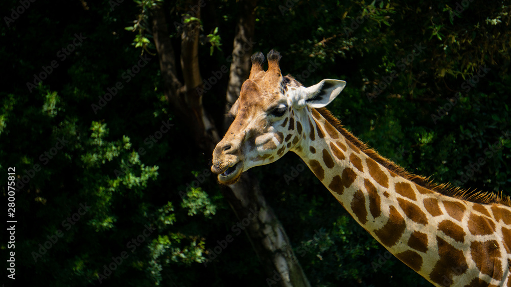 Fototapeta premium Portrait of a giraffe