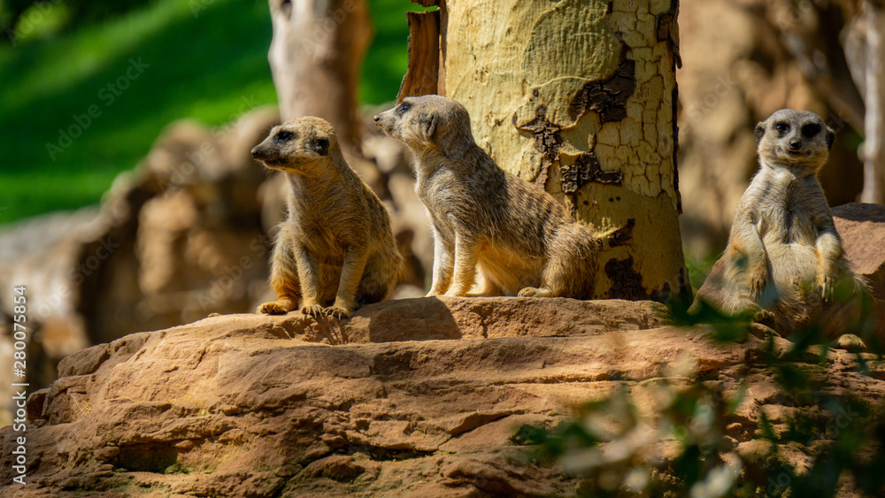 Fototapeta premium Meerkats lying down