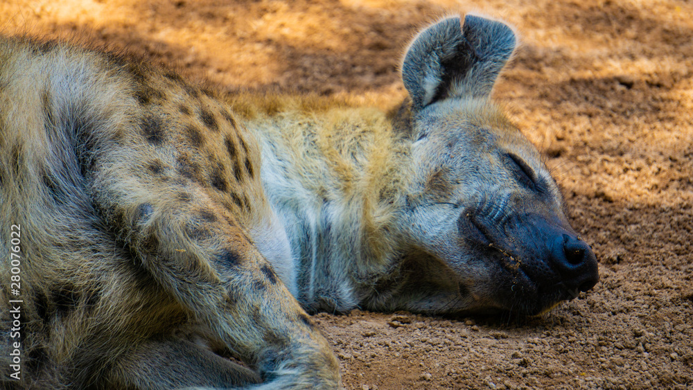 Hyena resting in the shade