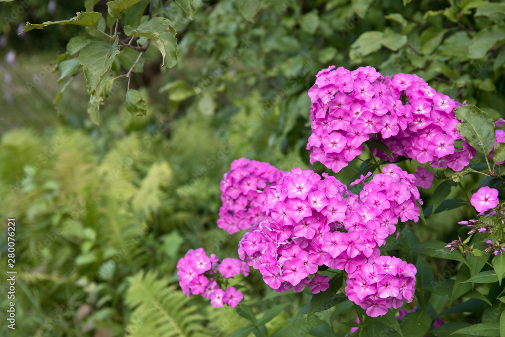 Obraz premium Violet flox flowers close up photo on green garden background