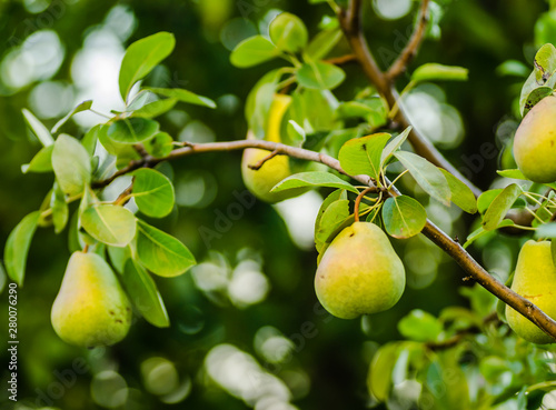 Mature fruits pear tree canopy