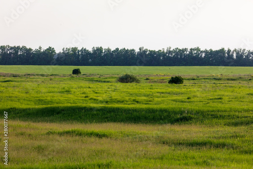 Field with green grass and trees in nature © schankz