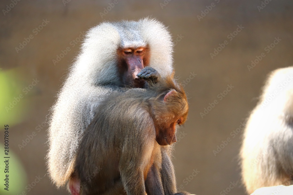 Obraz premium baboon 