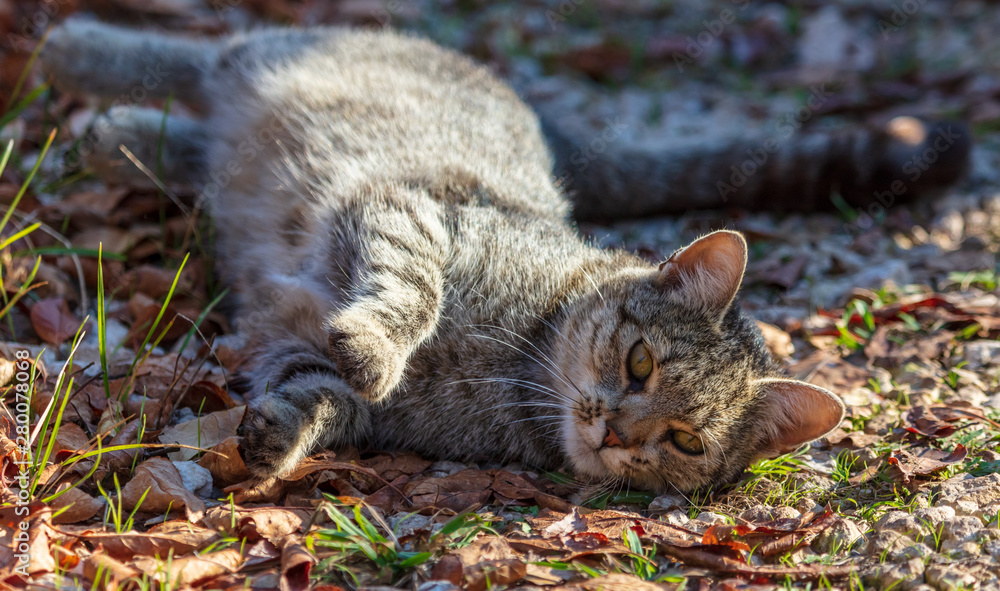 Obraz premium The cat lies on the leaves in the fall