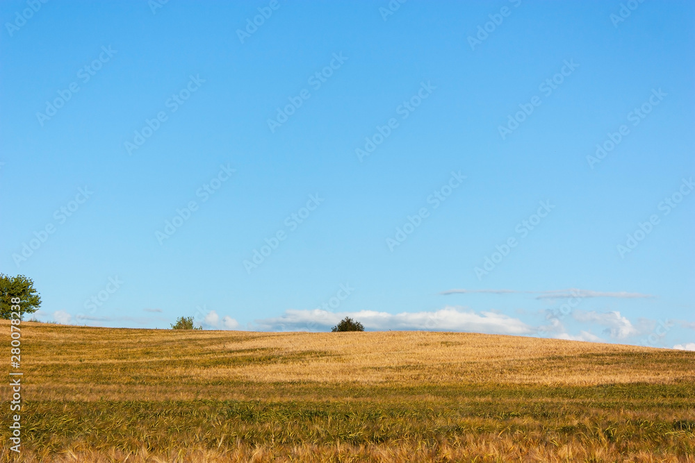 Summer landscape with a golden field in the evening, with stripes of light from the setting sun, trees on the horizon and a blue sky with white clouds.