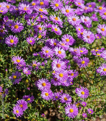 Beautiful purple flowers in the garden as a background