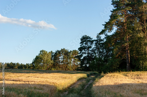 A summer landscape with a golden field in the evening, with stripes of light and shadow, a road separating the field, a forest and a blue sky with white clouds.